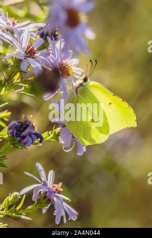 Yellow butterfly, common brimstone, sitting on a violet flower of an aster on a sunny autumn day in nature. Blurry brown and green background. Stock Photo