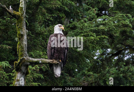 Bald eagle Stock Photo