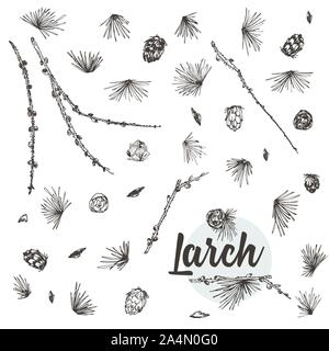 Set ink hand drawn sketch of larch branches with pinecones isolated on white background Good idea for vintage Merry christmas card, new year conifer Stock Vector