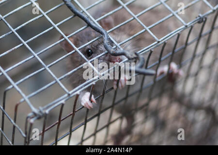 Rat in a cage #3 Stock Photo