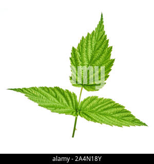 Raspberry leaf isolated on white background. Can be used as a blank for labeling with berries Stock Photo