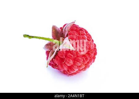 Isolated berry. One fresh raspberry fruit isolated on white background Stock Photo