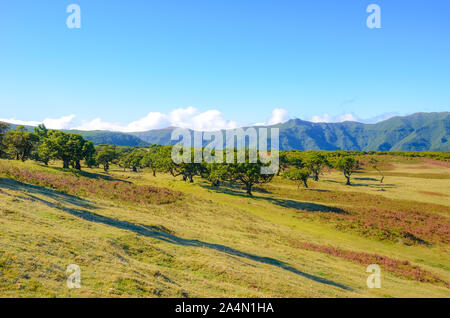 Amazing Portuguese landscape in Fanal, Madeira. Old laurel trees with hills in the background. The Madeiran laurisilva is a natural heritage. Paul da Serra, mountain plateau. Laurel forest. Stock Photo