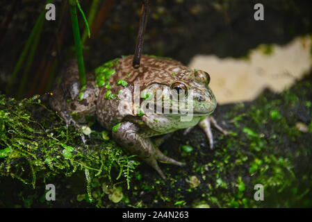 American bullfrog (Lithobates catesbeianus), Amaru Biopark, Cuenca, Ecuador Stock Photo