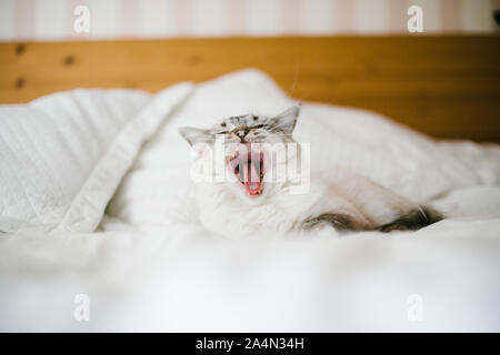 Cat yawning Stock Photo