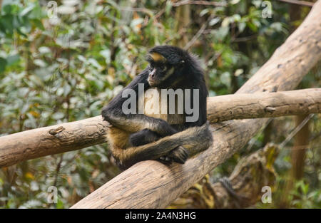 White-bellied spider monkey (Ateles belzebuth), Ecuador Stock Photo