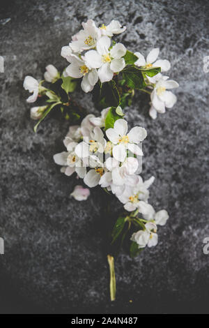 White blossoms on grey background Stock Photo