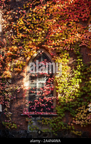 Woodbine on church wall, Klara Church, Stockholm, Sweden Stock Photo