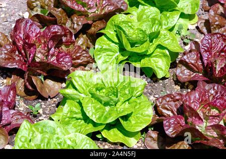 Rows of red and green lettuces growing in a garden vegetable bed Stock Photo