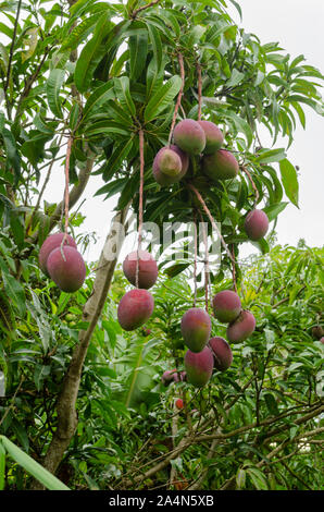 Irwin Mangoes On Tree Stock Photo