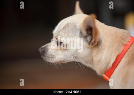 teacup chihuahua muzzle