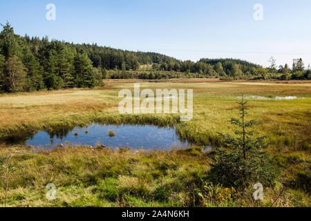 Wetland with reeds growing in Llyn y Sarnau lake in Gwydir Forest Park, Snowdonia National Park. Llanrwst, Conwy, north Wales, UK, Britain
