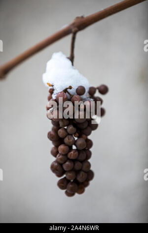 Snow on bunch of grapes Stock Photo