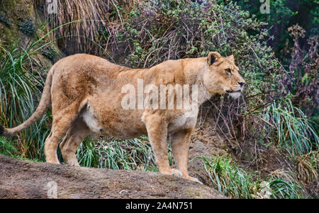 Lion (panthera). Cuenca, Ecuador