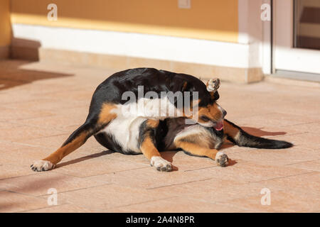 Dog is cleaning itself.Appenzeller Mountain Dog licking Stock Photo