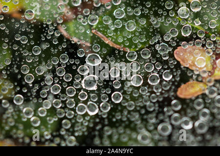 A closeup shot of raindrops trapped in a spiderweb Stock Photo
