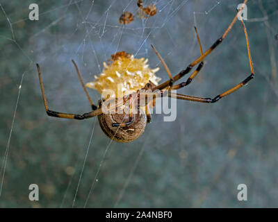 Macro shot of a female Brown Widow spider, Latrodectus geometricus, hanging from its web with identifying spiked egg sack visible in background. Stock Photo