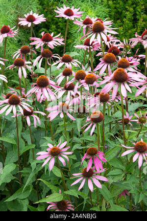 Cone-shaped flowers of a pink flowering shrub Stock Photo - Alamy