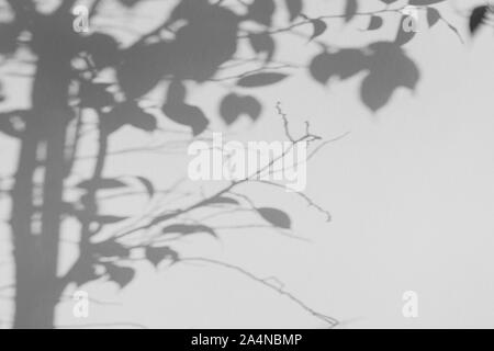 Abstract background of tree branches shadows on wall. Modern grey abstract background Stock Photo