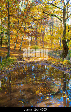 Wonderful autumn landscape with beautiful yellow and orange colored trees and reflections in a puddle, vertical Stock Photo