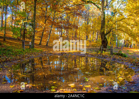 Wonderful autumn landscape with beautiful yellow and orange colored trees and reflections in a puddle
