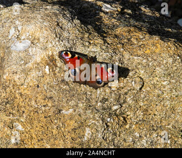 A Beautiful Peacock Butterfly Sunbathing on a Granite Rock in a Garden at Sawdon North Yorkshire England United Kingdom UK Stock Photo