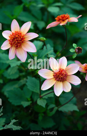A Beautiful Cluster of Pink, Cream and Orange Centred Dahlia Flowers in a Garden at Sawdon North Yorkshire England United Kingdom UK Stock Photo