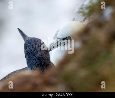 An Adult Northern Gannet with a Black Juvenile Bird Perching on a Ledge at Bempton Cliffs North Yorkshire England United Kingdom UK Stock Photo