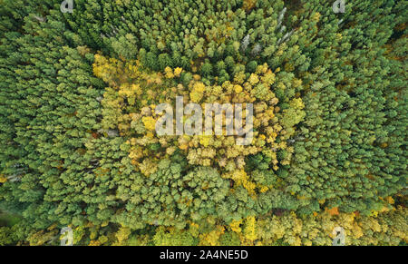 Yellow forest trees around green above top aerial view Stock Photo