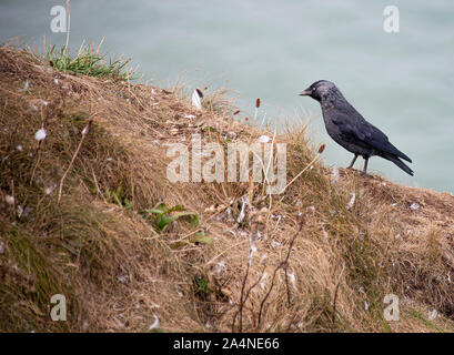 A Solitary Jackdaw Perching by a Cliff Face at Bempton Cliffs near Flamborough Head North Yorkshire England United Kingdom UK Stock Photo