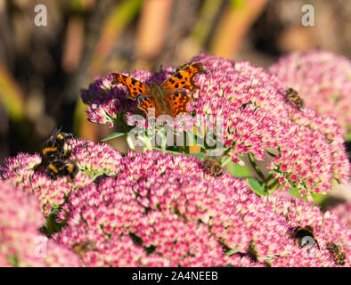 A Beautiful Comma Butterfly and Bees Feeding on a Large Pink Sedum Bloom Autumn Joy in a Garden in Sawdon North Yorkshire England United Kingdom