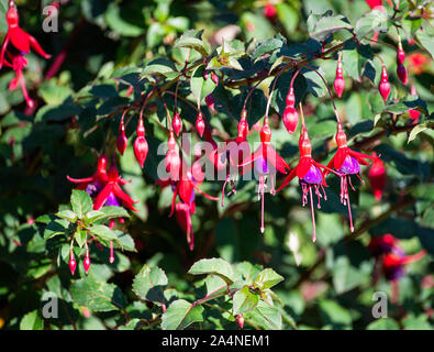 Beautiful Red and Purple Drooping Flowers of a Fuchsia Bush Upright Brutus in a Garden at Sawdon North Yorkshire England United Kingdom UK Stock Photo