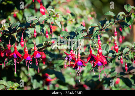 Beautiful Red and Purple Drooping Flowers of a Fuchsia Bush Upright Brutus in a Garden at Sawdon North Yorkshire England United Kingdom UK Stock Photo