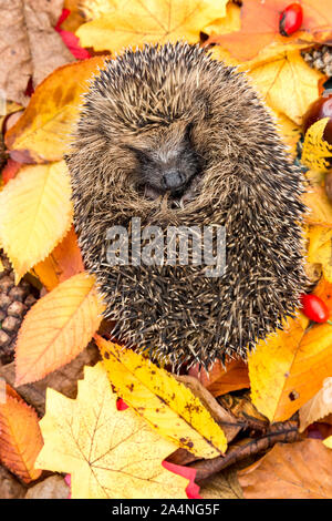 Hedgehog, (Scientific name: Erinaceus europaeus). Native, wild hedgehog  curled into a ball in Autumn with colourful Autumn leaves and chestnuts Stock Photo