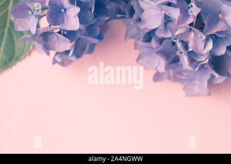 Beautiful blue hortensia flowers on pink background close up Stock Photo