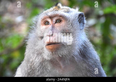 A headshot of a monkey in the Sacred Monkey Forest in Ubud - Bali / Indonesia. Stock Photo