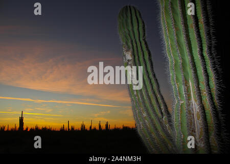 Zona de vegetacion plagada de Sahuaros que forma parte del desierto de San Nicolas en el estado de Sonora, Mexico..Area full of vegetation that is par Stock Photo