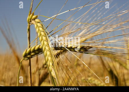Wheat head spiked in a wheat field with blue sky Stock Photo