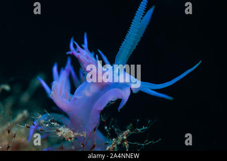 a small invertebrate slips on the seabed Stock Photo