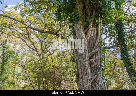 Climbing big Ivy plant on a tree trunk in a forest Stock Photo