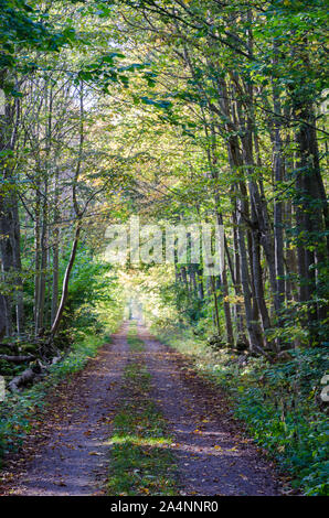 Dirt road with fallen leaves through a fall colored deciduous forest Stock Photo