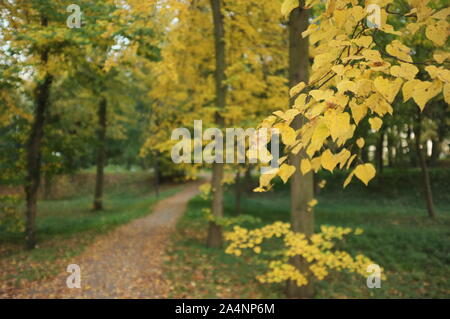 gold autumn colors Stock Photo