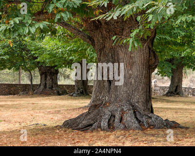 Thousand year-old big sweet chestnut tree with a very thick trunk. Sanabria, Zamora, Spain Stock Photo