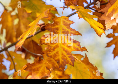 Colorful autumn oak  leaves on a branch of an oak tree in october on a sunny day with blue sky in the background Stock Photo