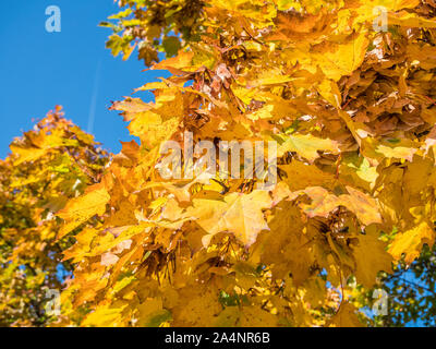 Golden autumn background Tree Texture Stock Photo