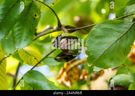 Ripe walnut with open outer shell on a walnut tree in autumn with green leaves Stock Photo