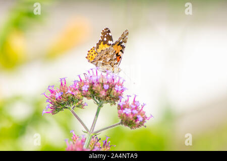 Painted Lady butterfly collecting nectar on a flower blossom Stock Photo