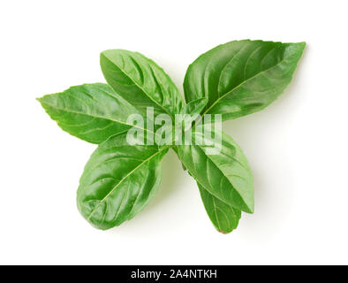 Top view of fresh basil leaves isolated on white Stock Photo
