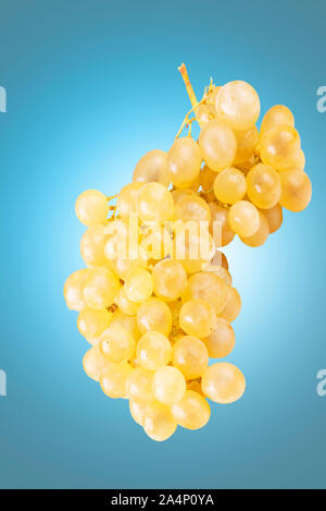 Falling grape fruits isolated on blue background with clipping path Stock Photo