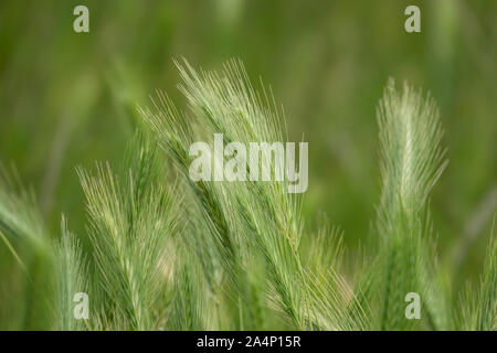 Wild Barley Inflorescence in Springtime Stock Photo